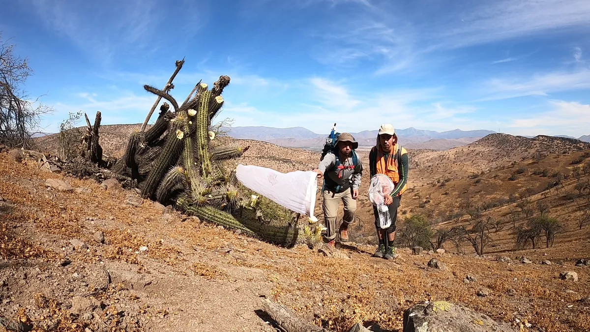 Profesionales realizando muestreo entomológico en terreno