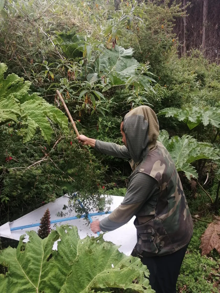Investigación científica en un bosque templado